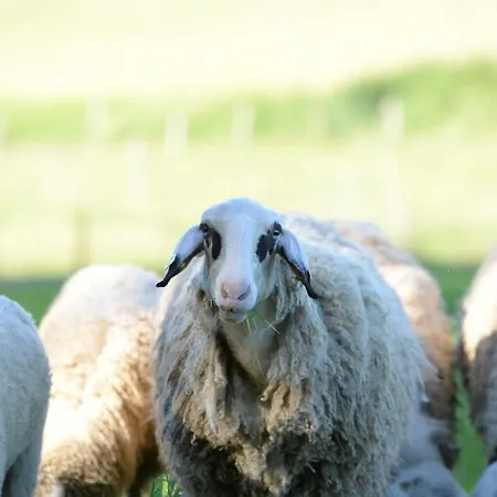 Scheune Am Bio-bauernhof * Sankt Georgen bei Salzburg